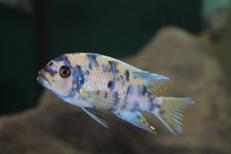 Maylandia zebra 'Likoma Island'